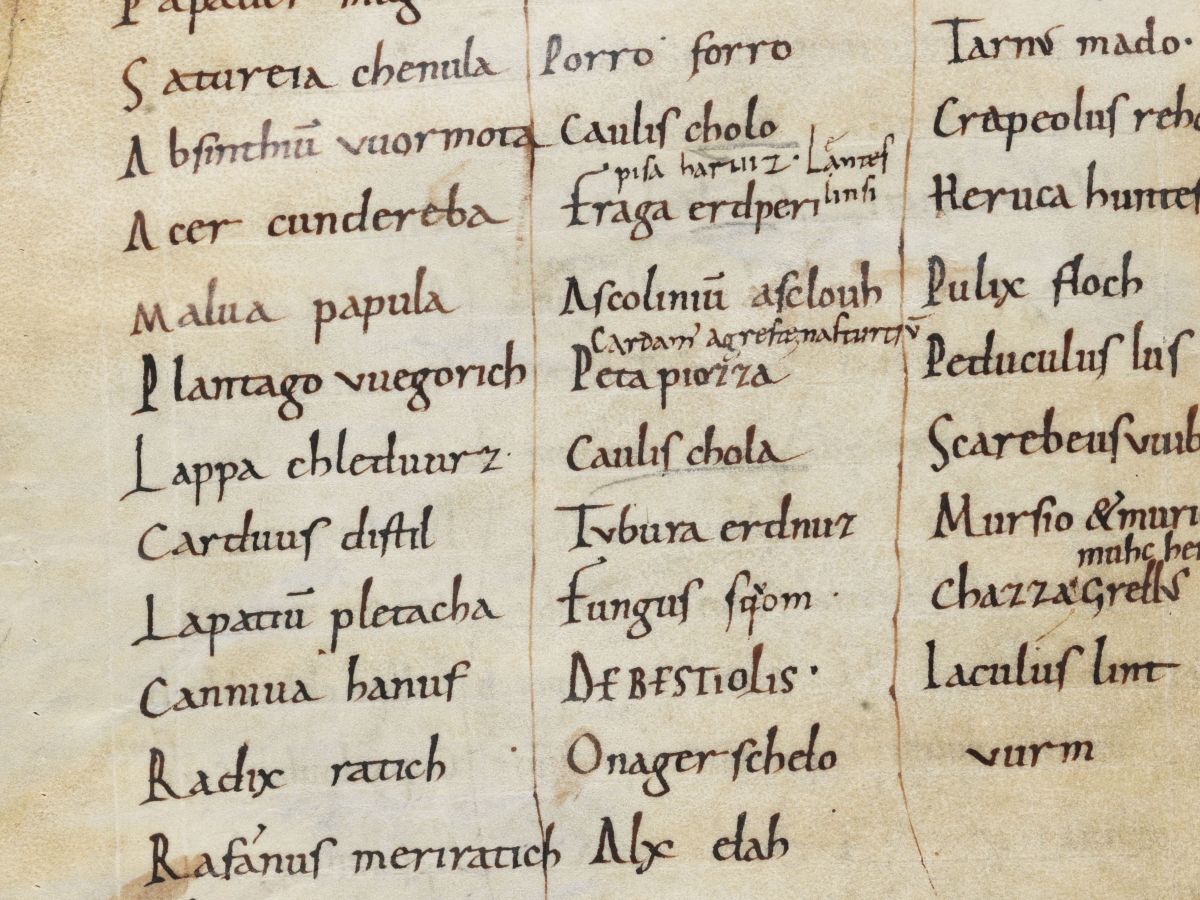 Plantago or the Human-Plant&nbsp;Relation